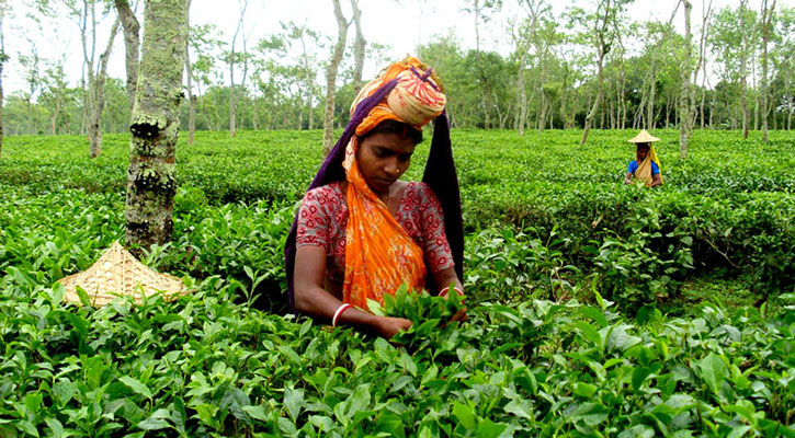 দেশে চা উৎপাদনের নতুন রেকর্ড